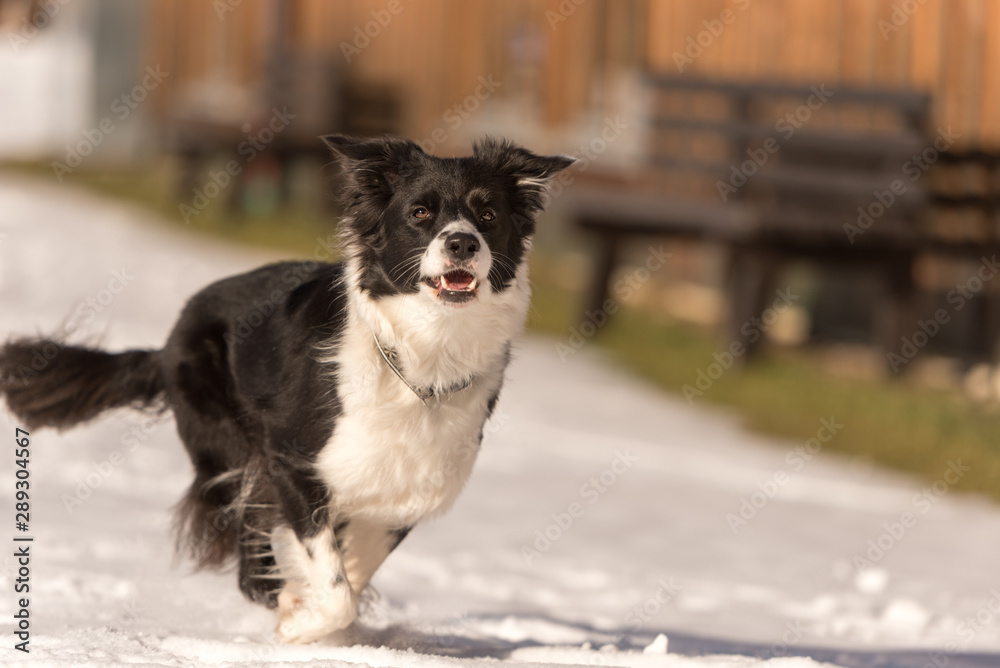 Border collie dog in snowy winter. Dog running and having fun in the snow