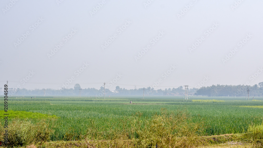 Lush green rice agricultural field ready for Harvest at spring season. A scenic natural landscape scenery with agricultural field in West Bengal, North East India depicting simple rural life.