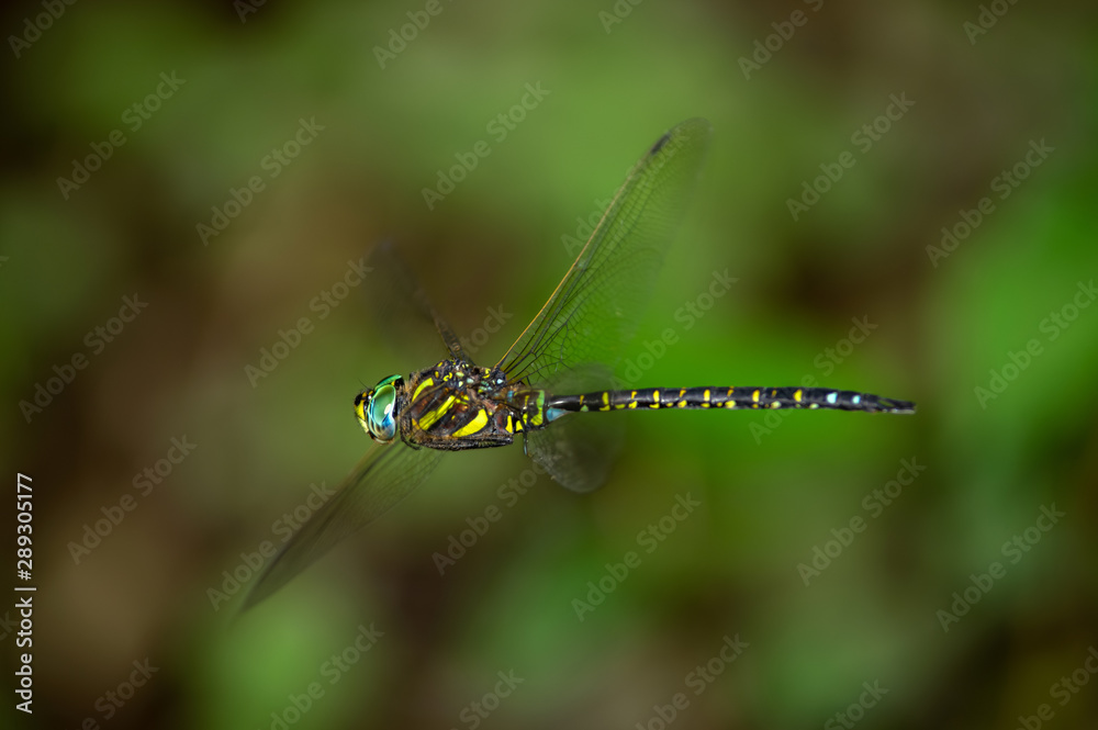 ルリボシヤンマ