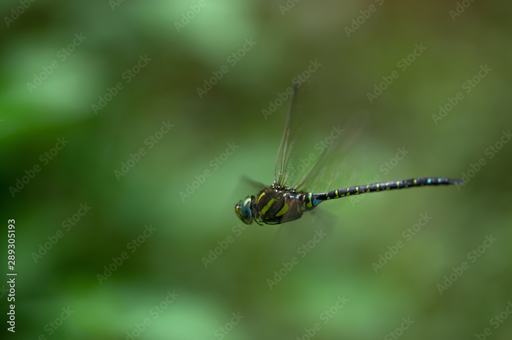 Fototapeta premium ルリボシヤンマ