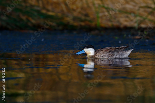Portrait of Andean duck (Anas puna) swimming over a lake at sunset