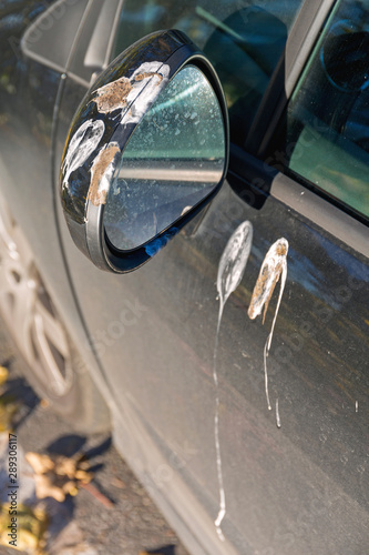 Canvas Print Bird Droppings Mirror