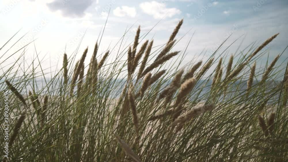 The Baltic Sea through tall grass in the wind in the sand dunes in the afternoon at the end of summer. Latvia The Baltic Sea through tall grass in the wind in the sand dunes in the afternoon at the end of summer. Latvia