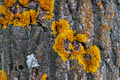 Xanthoria polycarpa lichen on poplar bark, closeup.