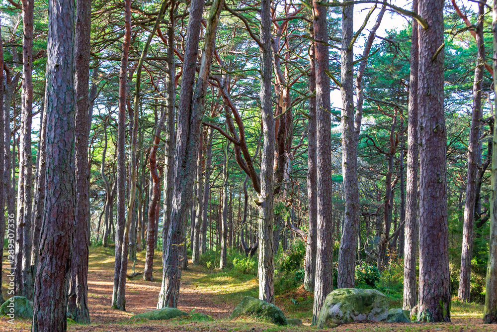 Obraz premium Hvaler Wood