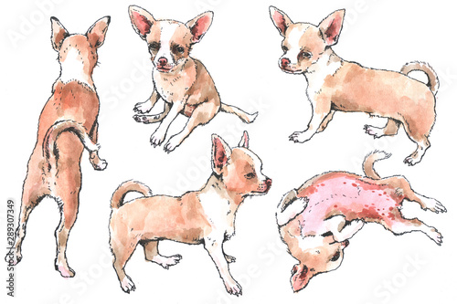 Hand drawn watercolor and ink Toy Terrier sketch