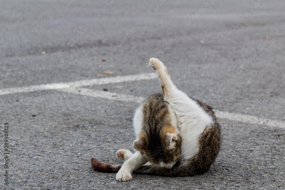 colony of abandoned cats in the street colony of abandoned cats in the street