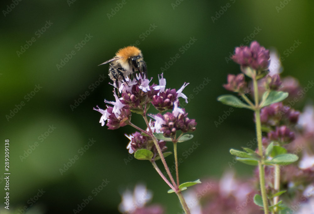 Hummel Hummel