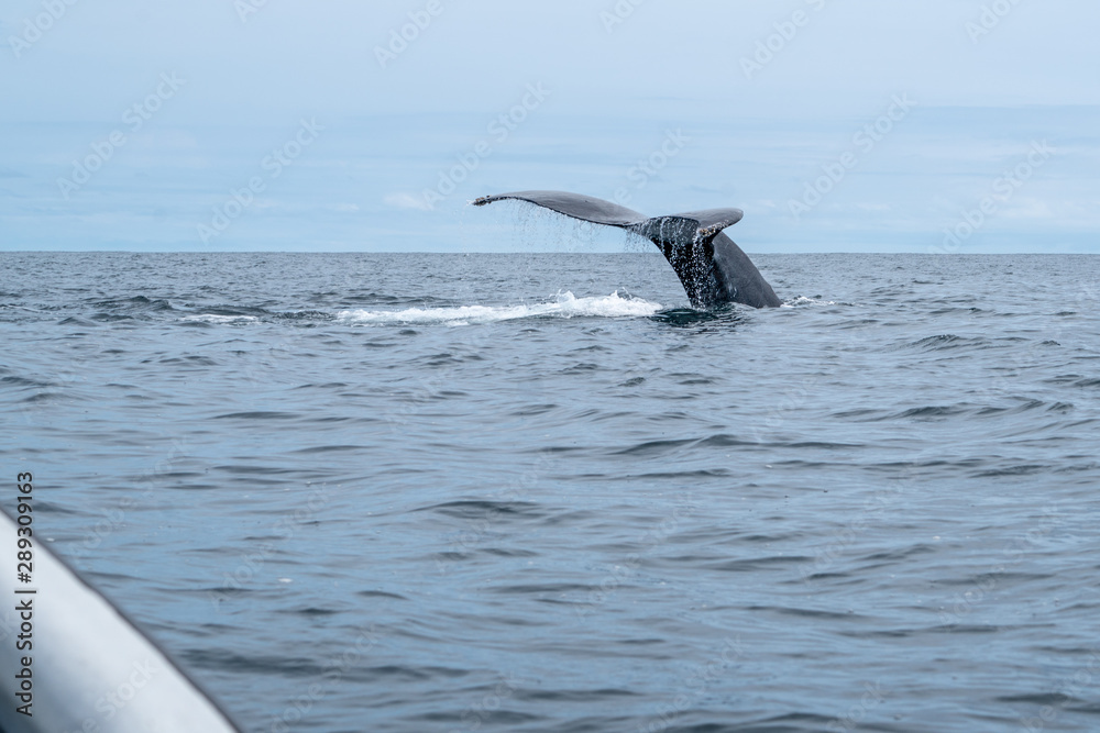 Fototapeta premium Queue de baleine