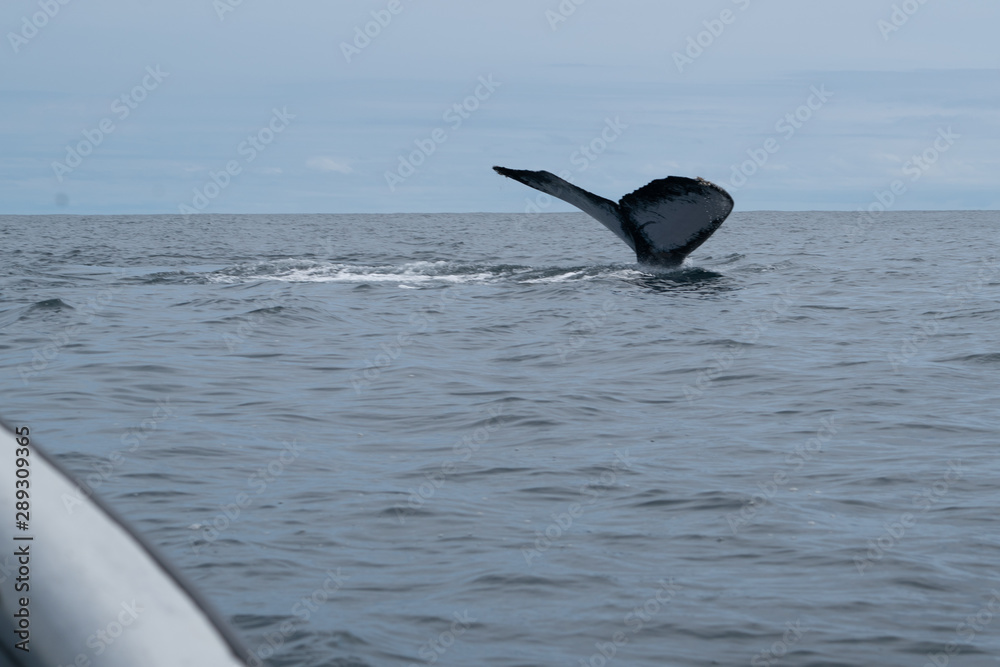 Fototapeta premium Queue de Baleine