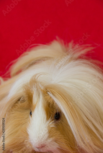ギニーピッグ Images – Browse 24 Stock Photos, Vectors, and Video