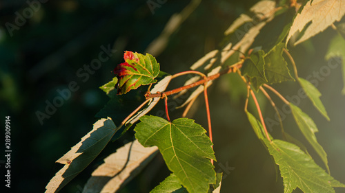 Autumn Fall Leaves Changing
