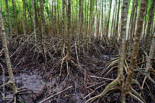 nature sea  mangrove forests  at fertile  Mangrove forests in Thailand.