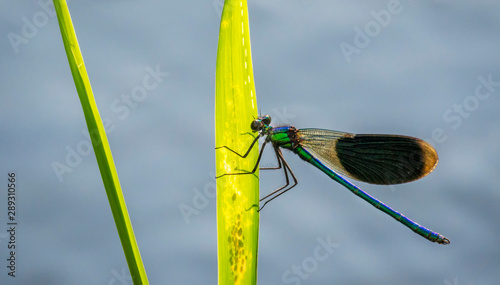 Billede på lærred dragonfly damsel sitting on a leaf