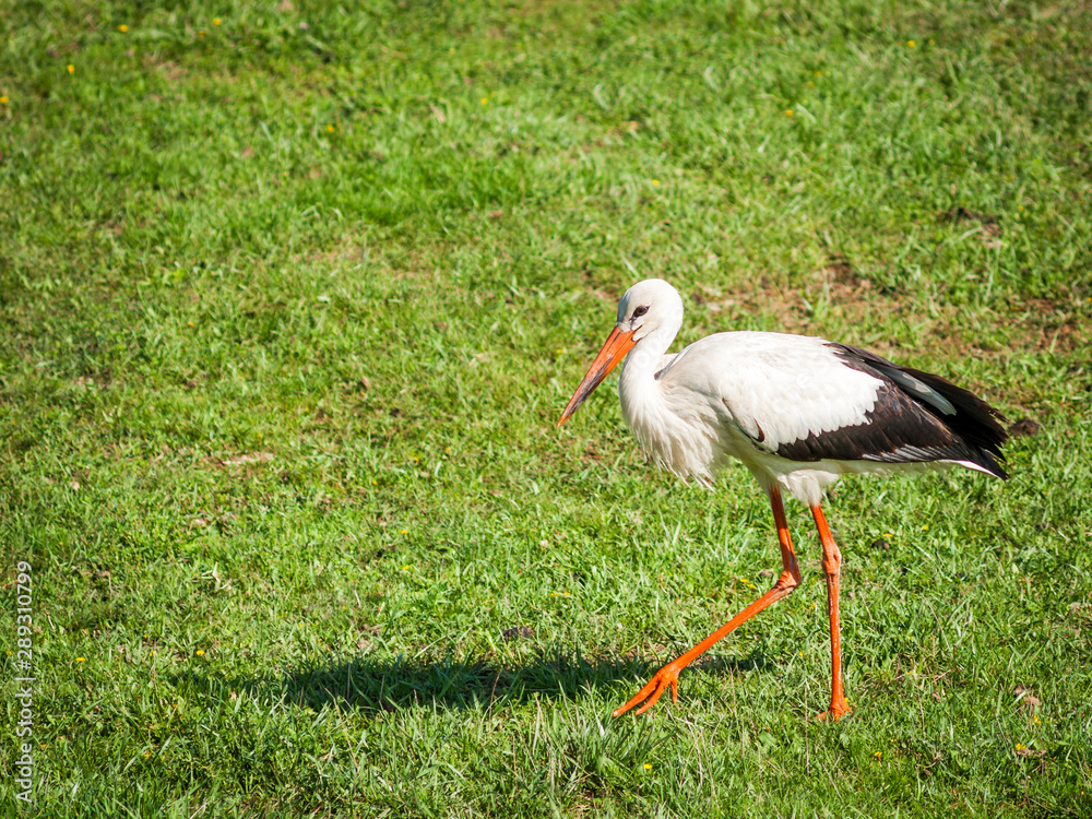 Fototapeta premium Stork walking in a meadow with long legs