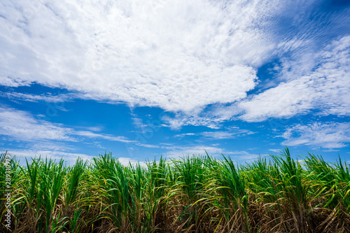 Sugarcane field with blue sky And many white clouds.