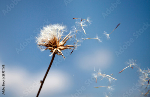 Flying dandelion seeds   macro abstract