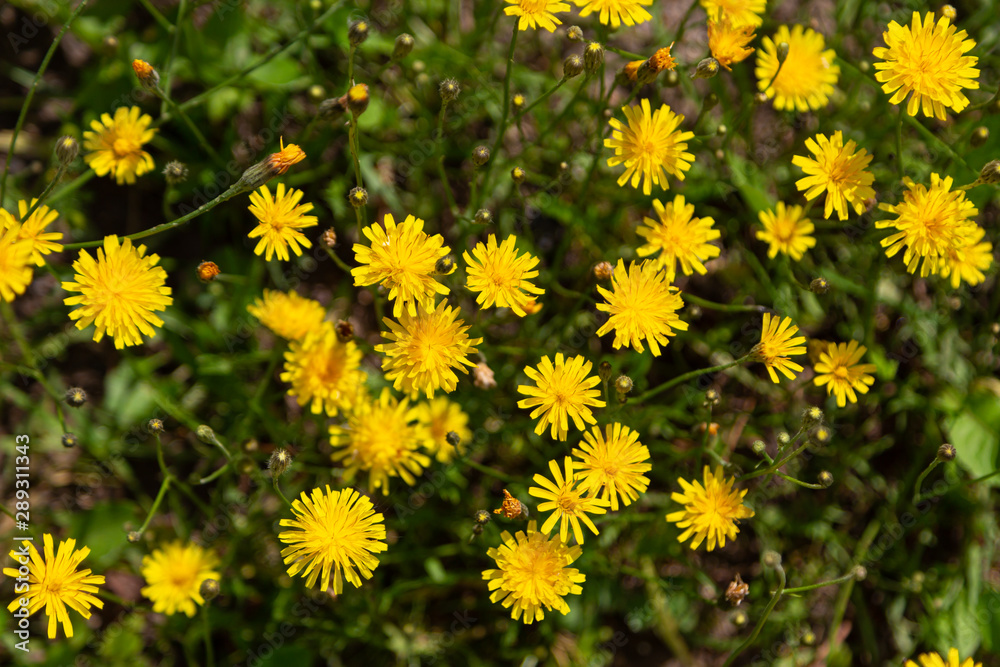 Skerda roofing, Crepis testorum L. Weed, a wildflower, is used in folk medicine Skerda roofing, Crepis testorum L. Weed, a wildflower, is used in folk medicine