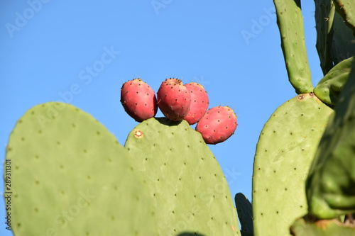 Cactus plant and red preackly pears