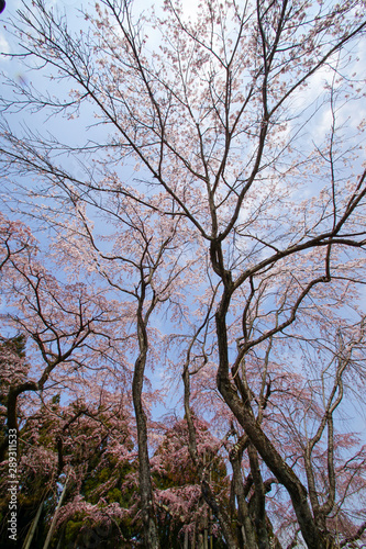 Wallpaper Mural 醍醐の桜 Torontodigital.ca