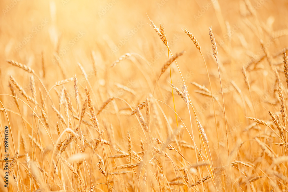 Wheat field closeup ripe in gold color, natural background. Harvest concept Wheat field closeup ripe in gold color, natural background. Harvest concept