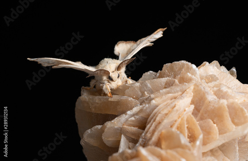 Silkworm on the rock with black background
