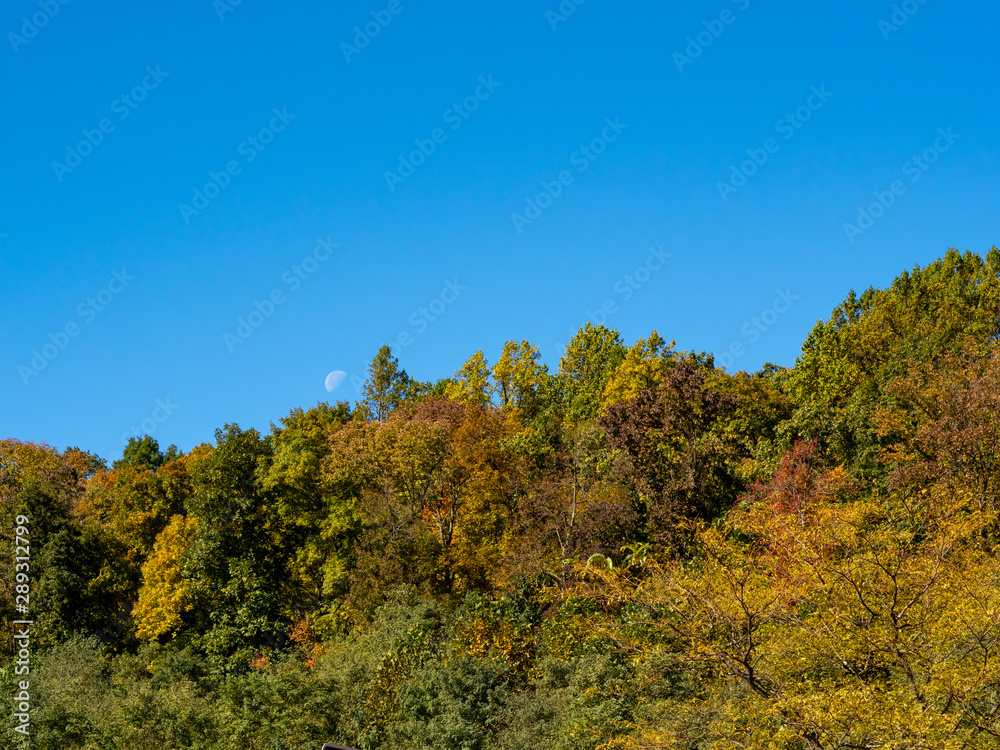 fall foliage against blue sky with half moon fall foliage against blue sky with half moon