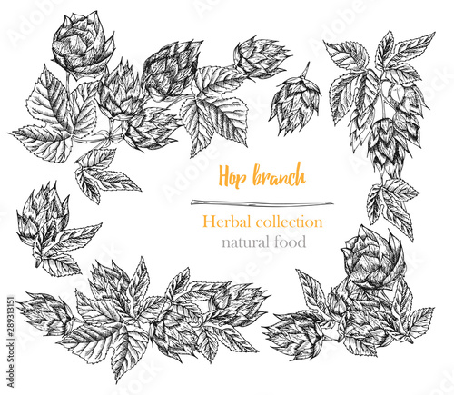 Set of botany hand drawn sketch hop borders and frames isolated on white background. Line drawing. Herbal frame. Natural food collection.