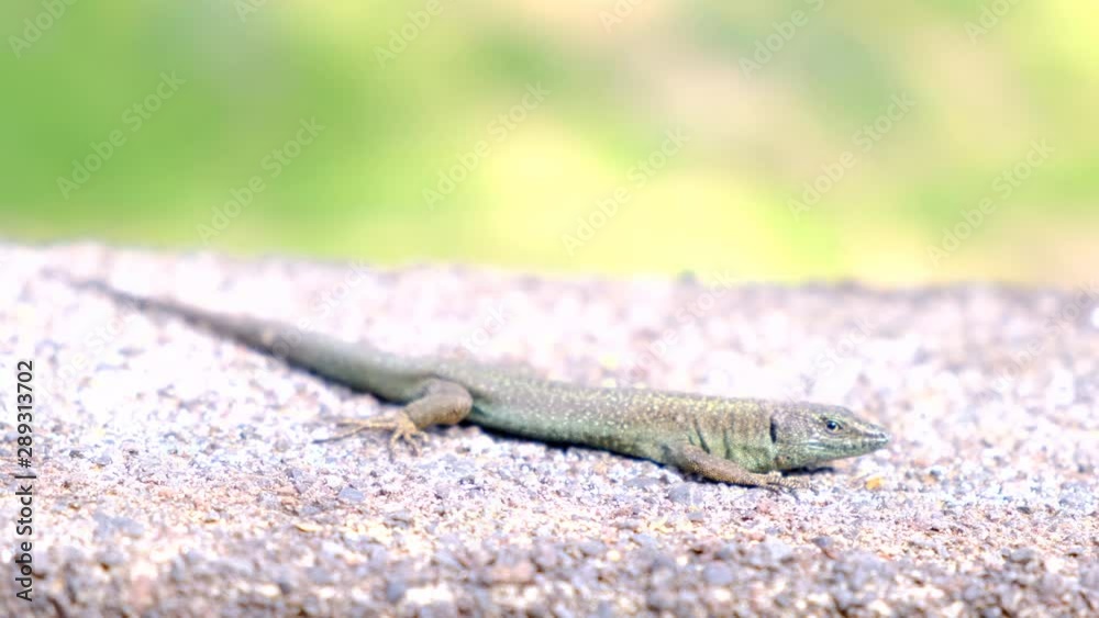 Lizard sitting on a wall close up high up in the mountains of Madeira island during summer. Lizard sitting on a wall close up high up in the mountains of Madeira island during summer.