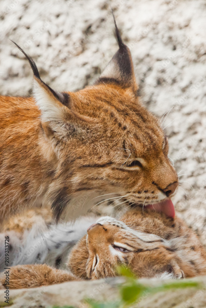 Mom gently licks her kitten. symbol of care and love. beautiful cat lynx closeup in summer Mom gently licks her kitten. symbol of care and love. beautiful cat lynx closeup in summer