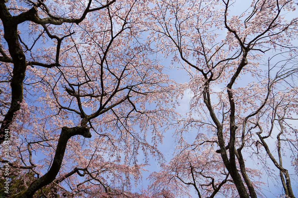 Fototapeta premium 醍醐の桜