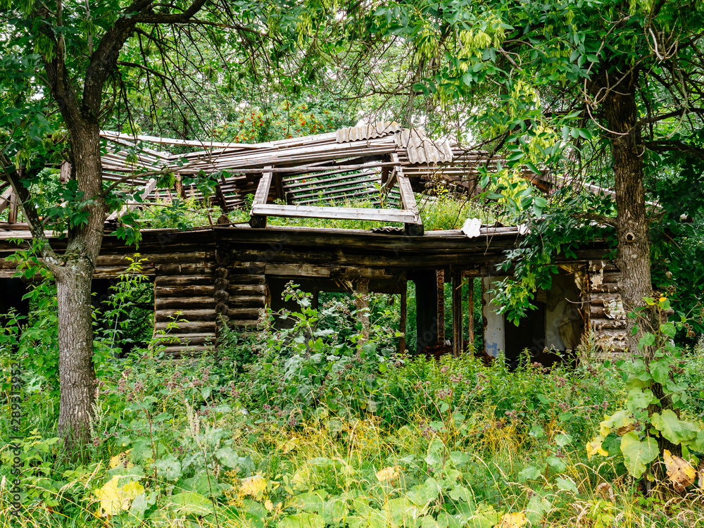 An old ruined wooden house in a green forest An old ruined wooden house in a green forest