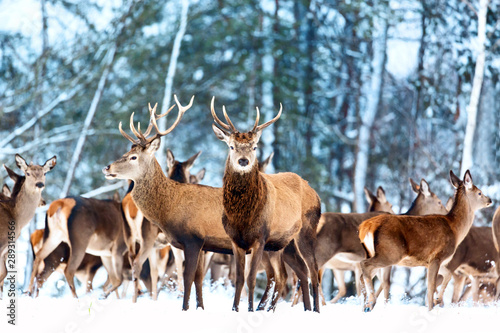 Fototapeta Naklejka Na Ścianę i Meble -  Artistic winter christmas nature image. Winter wildlife landscape with noble deers Cervus Elaphus. Many deers in winter.
