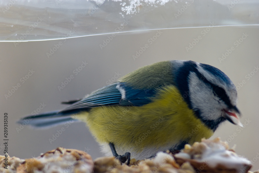 Obraz premium blue tit on a branch