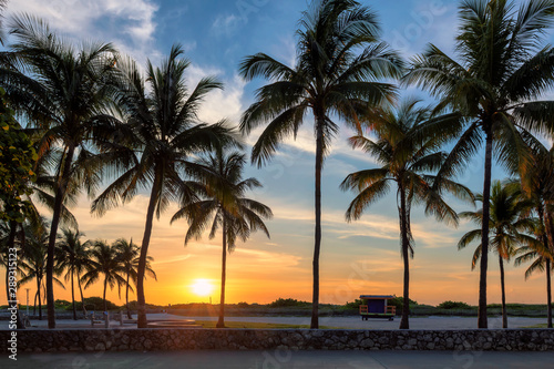 Palm trees on Miami Beach at sunrise in Ocean Drive, South Beach, Florida