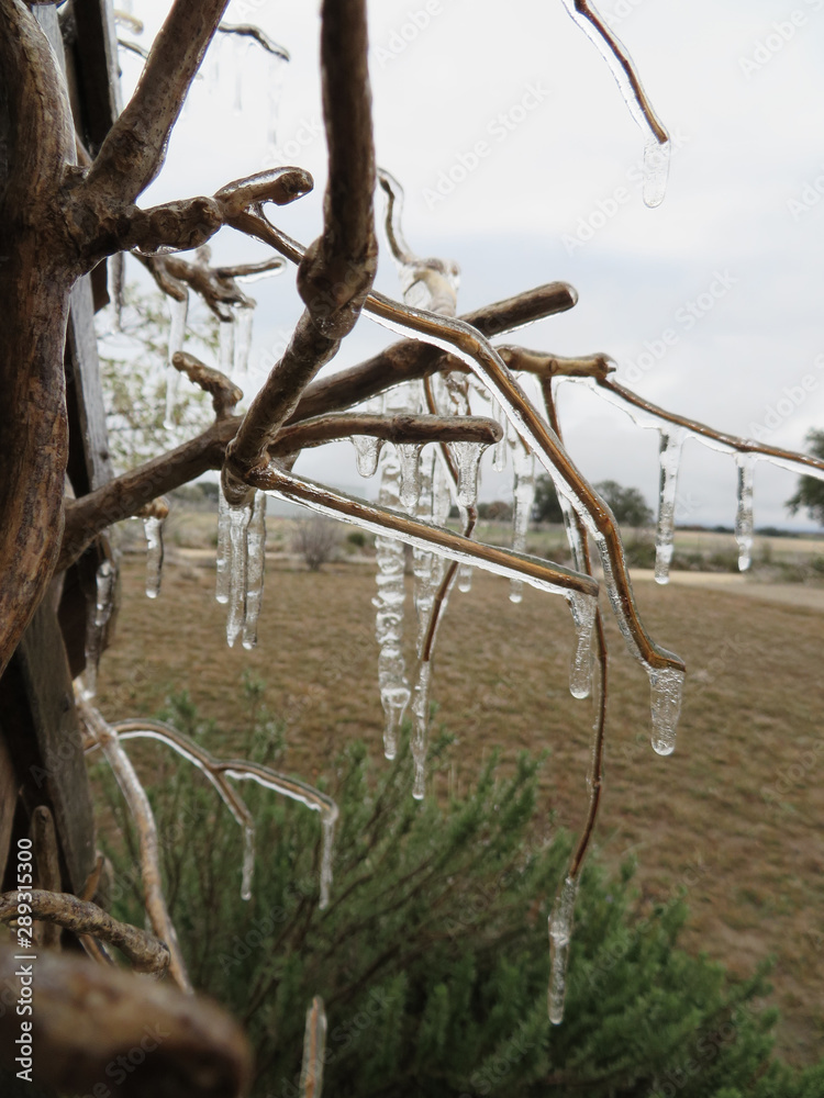 Icicles Drip From Vine Branches