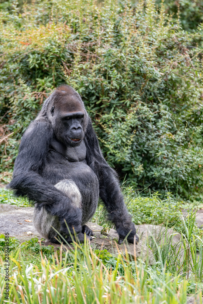 gorilla is sitting on a stone