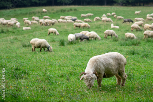 A large flock of sheep grazes in an alpine meadow. © Oleg1824f