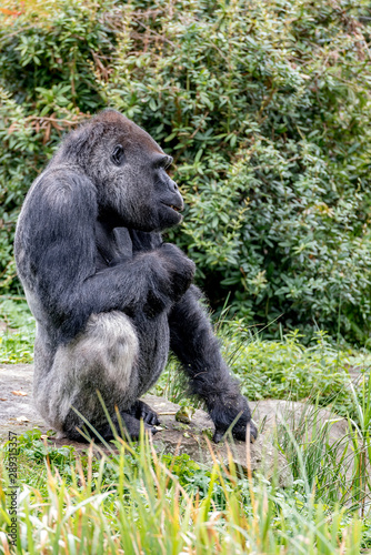 Gorilla looks a bit sad and sits on a stone