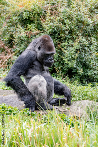 gorilla male scratches his leg