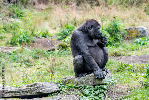 gorilla eats a piece of brocoli © Michael Verbeek