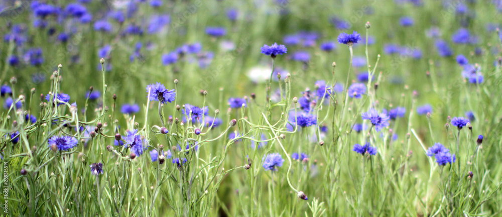 long panoramic view of beautiful group of cornflowers in park