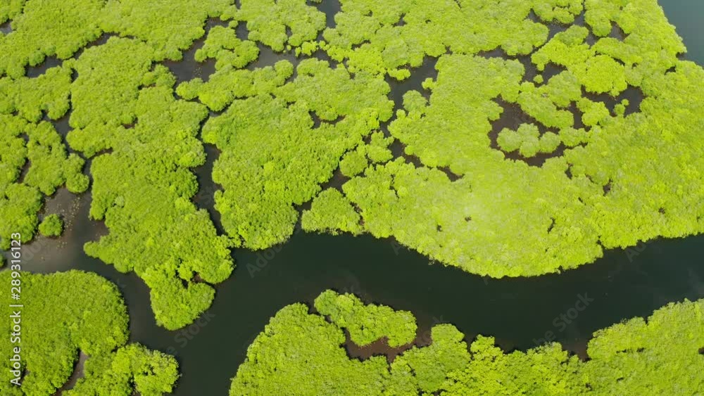 Tropical forest with mangrove trees, the view from the top. Mangroves and rivers. Tropical landscape in a deserted area. Tropical forest with mangrove trees, the view from the top. Mangroves and rivers. Tropical landscape in a deserted area.