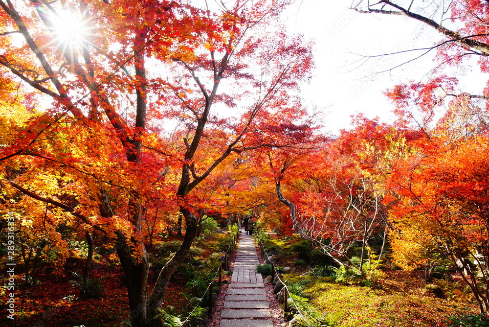 京都嵐山宝筐院の紅葉 散紅葉 京都嵐山宝筐院の紅葉 散紅葉