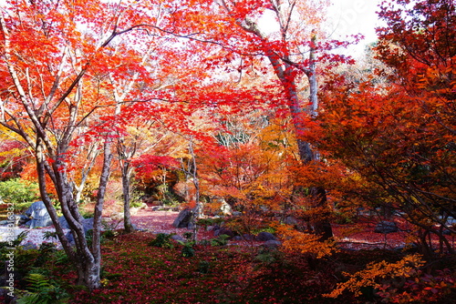 京都嵐山宝筐院の紅葉 散紅葉