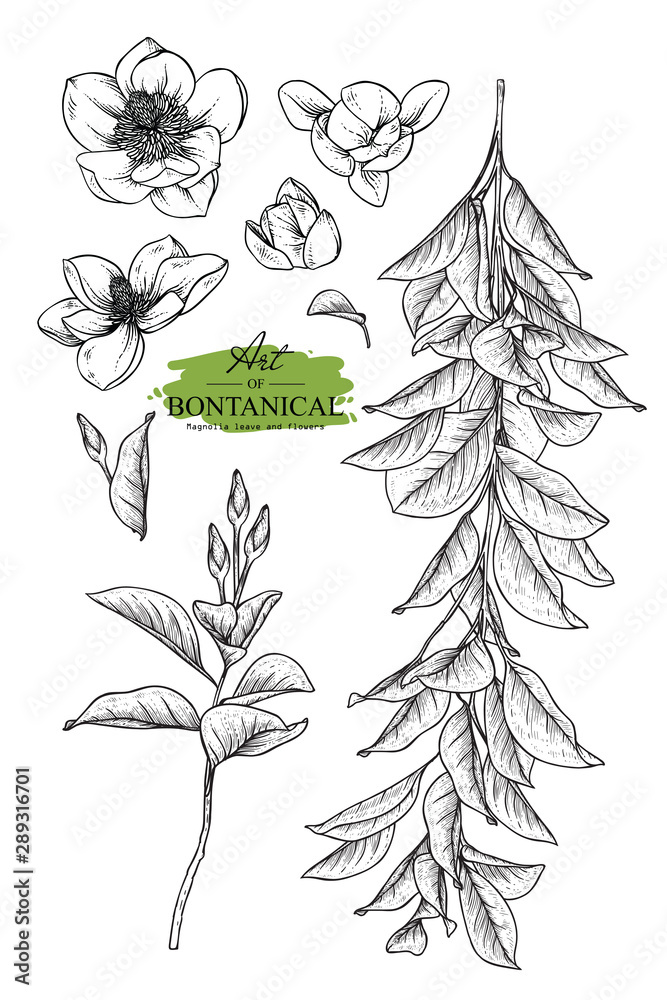 Fototapeta premium Sketch Floral Botany Collection. Magnolia flower drawings. Black and white with line art on white backgrounds. Hand Drawn Botanical Illustrations.Vector.