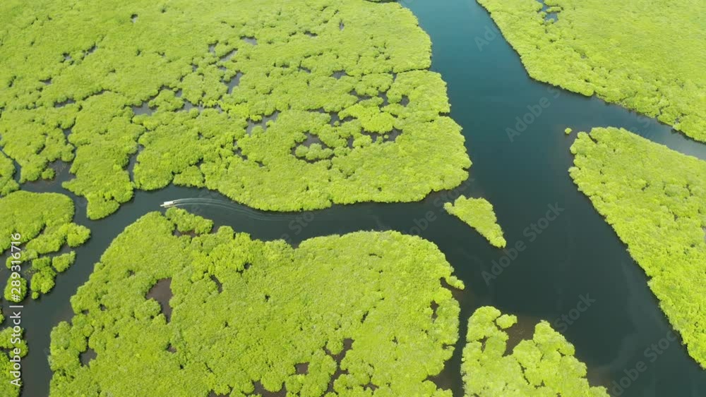 Tropical forest with mangrove trees, the view from the top. Mangroves and rivers. Tropical landscape in a deserted area. Tropical forest with mangrove trees, the view from the top. Mangroves and rivers. Tropical landscape in a deserted area.