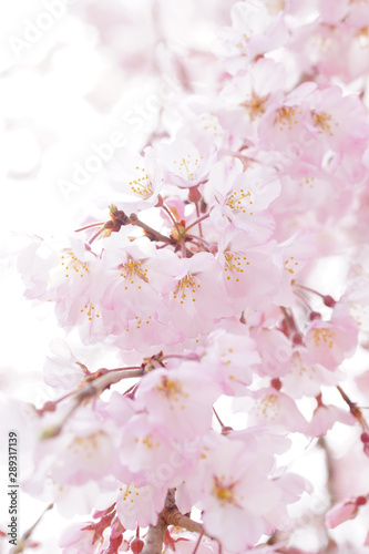 醍醐寺の桜 © ykimura65