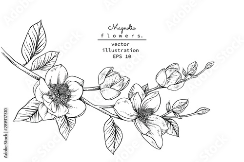 Sketch Floral Botany Collection. Magnolia flower drawings. Black and white with line art on white backgrounds. Hand Drawn Botanical Illustrations.Vector.