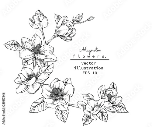Sketch Floral Botany Collection. Magnolia flower drawings. Black and white with line art on white backgrounds. Hand Drawn Botanical Illustrations.Vector.